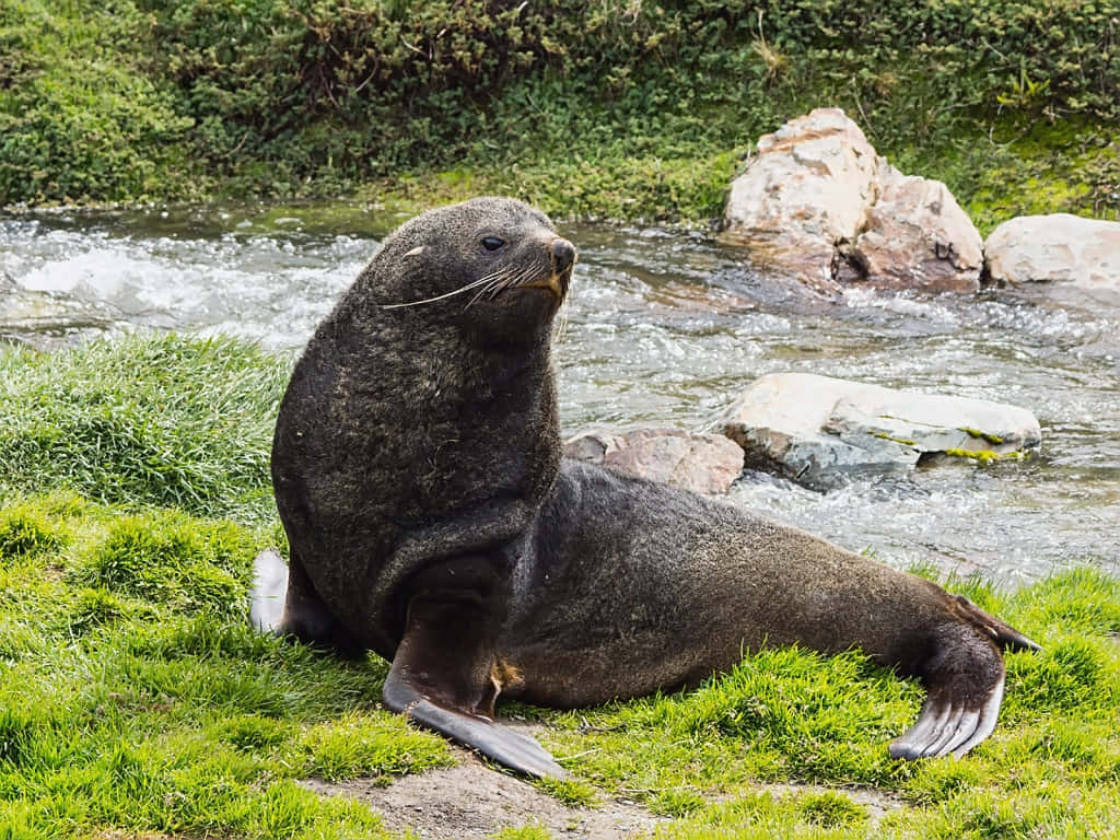 Southern Fur Seal Restingby Stream Wallpaper