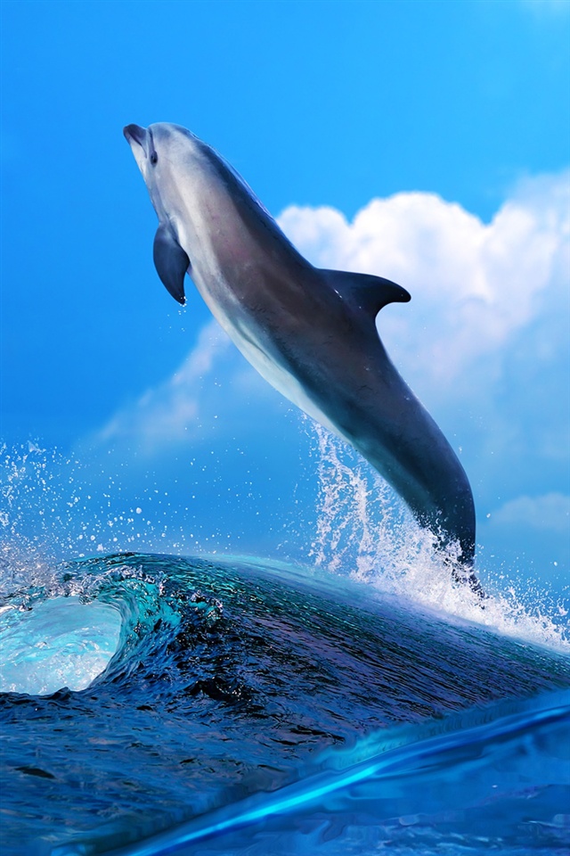Dolphin Jumping iPhone Wallpaper 4s