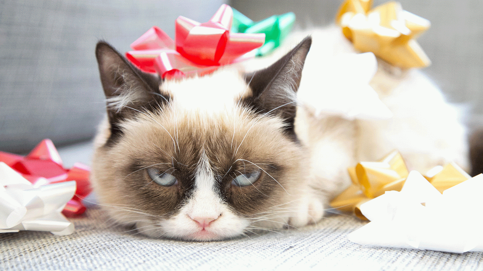 Grumpy Cat Christmas Wallpaper For