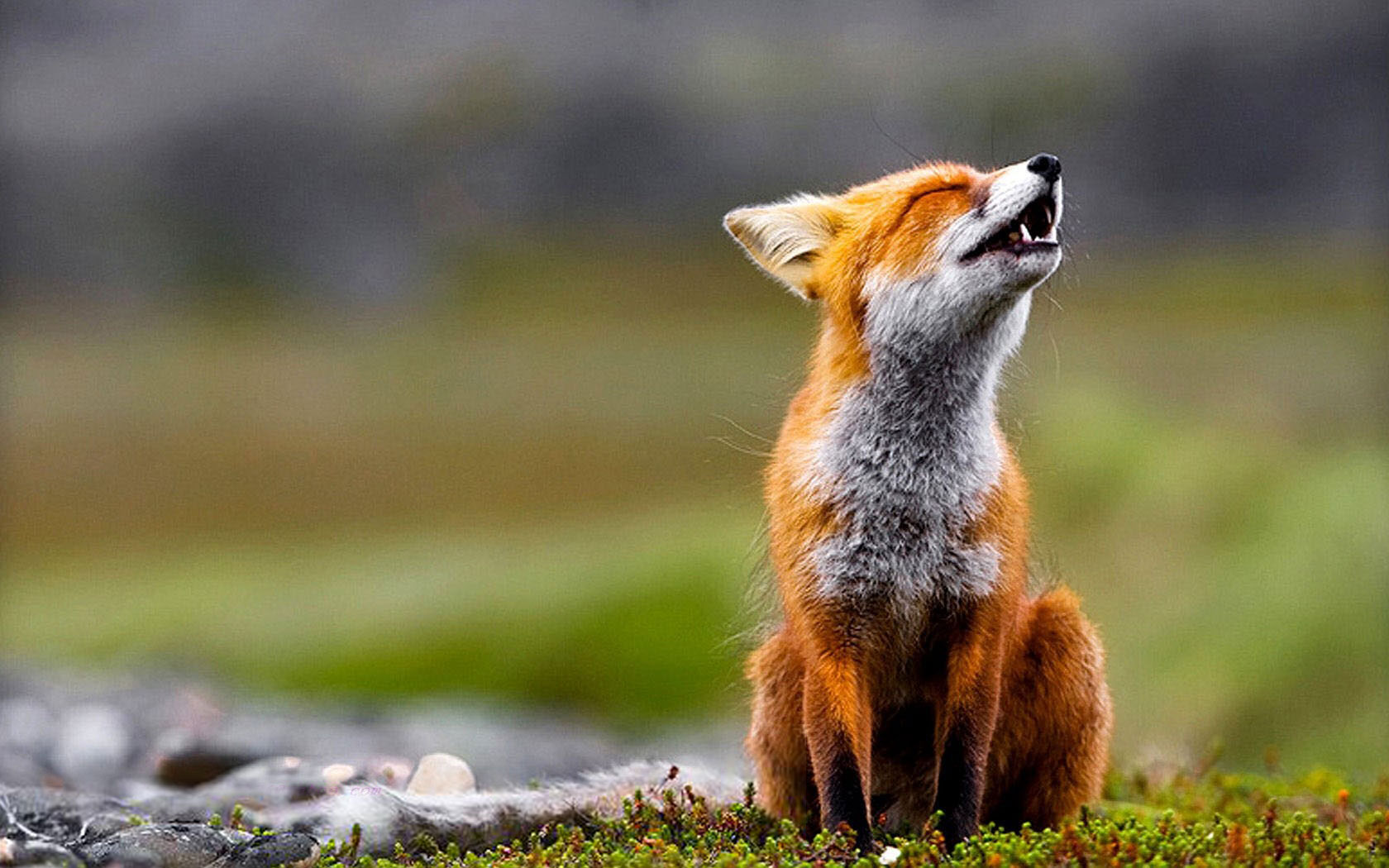 Scream Of The Red Fox Wallpaper On