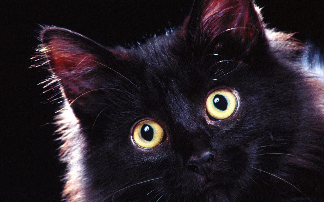 Cats images Beautiful Black Cat 1280x800