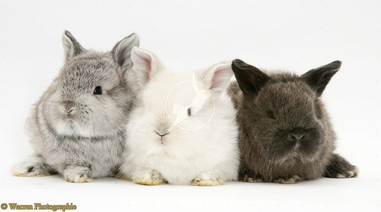 Cute Baby Bunnies Wallpaper Cute baby bunnies 11070 hd