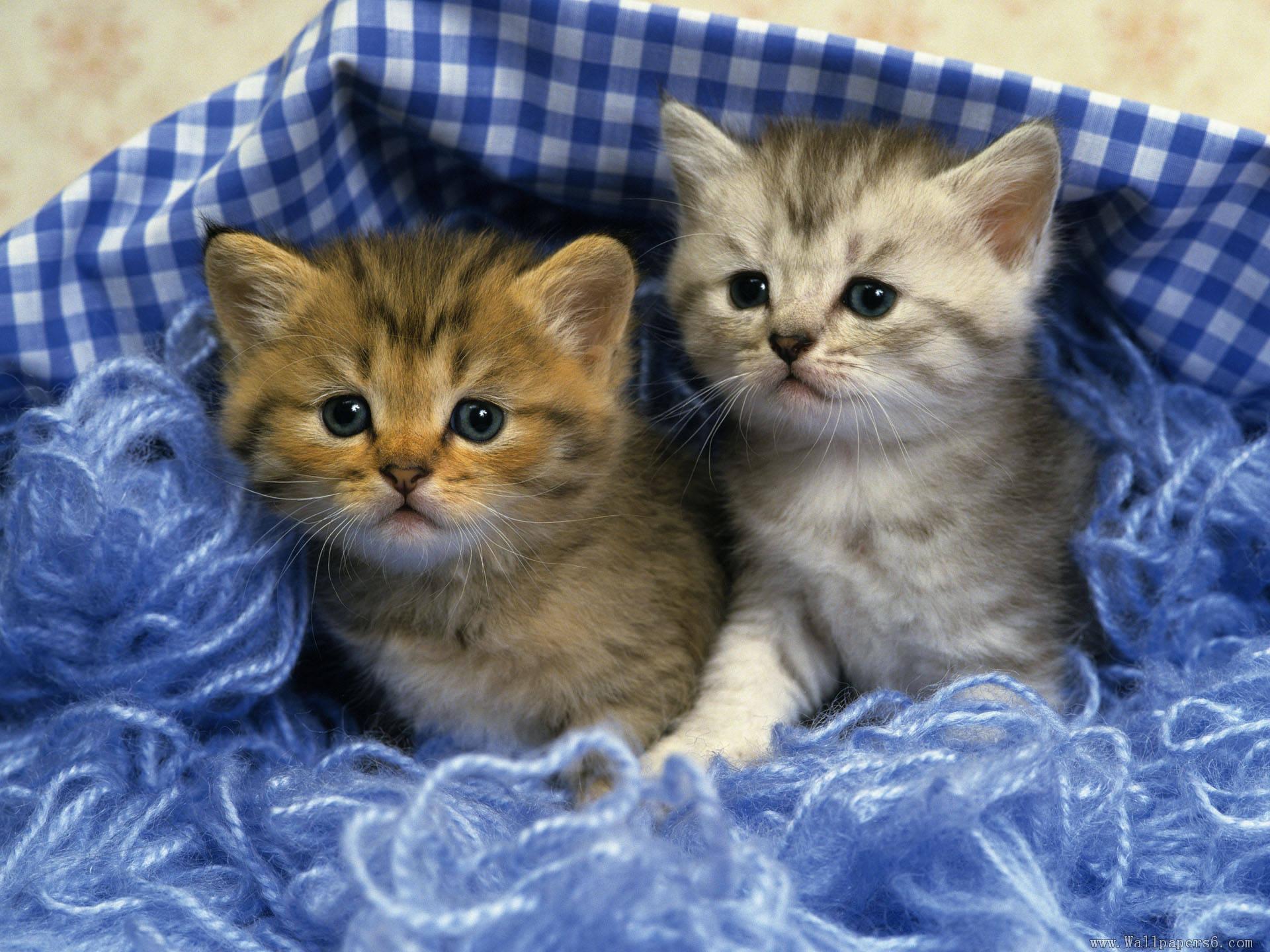 Wallpaper Cute Kittens