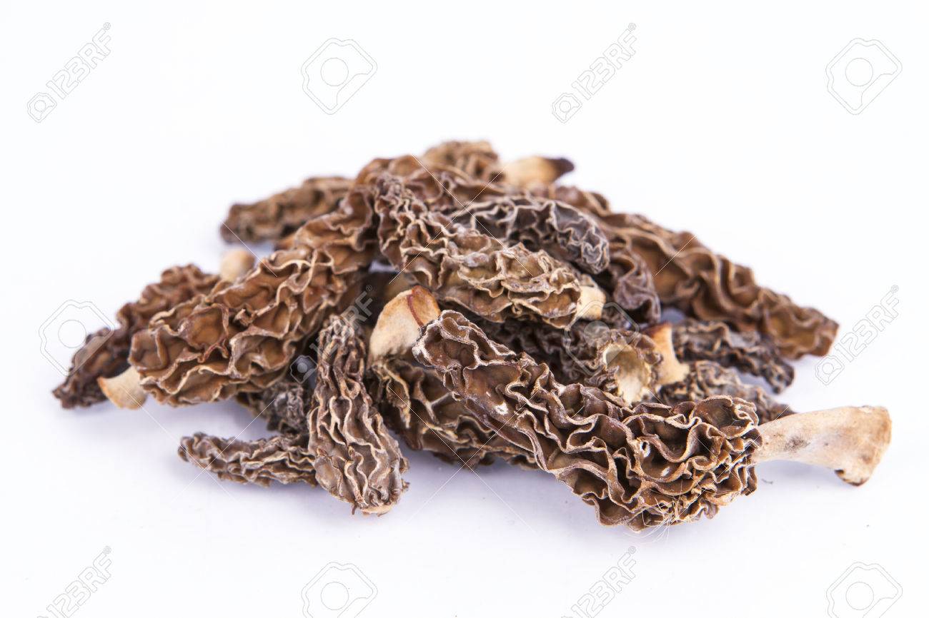 Fresh Wild Morel Mushrooms With White Background Stock Photo
