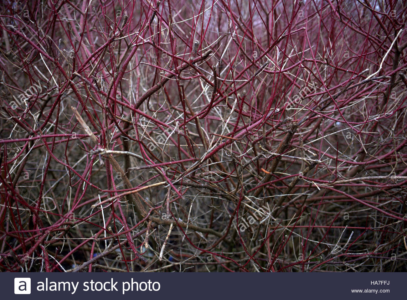 Twigs And Branches Stock Photos Image