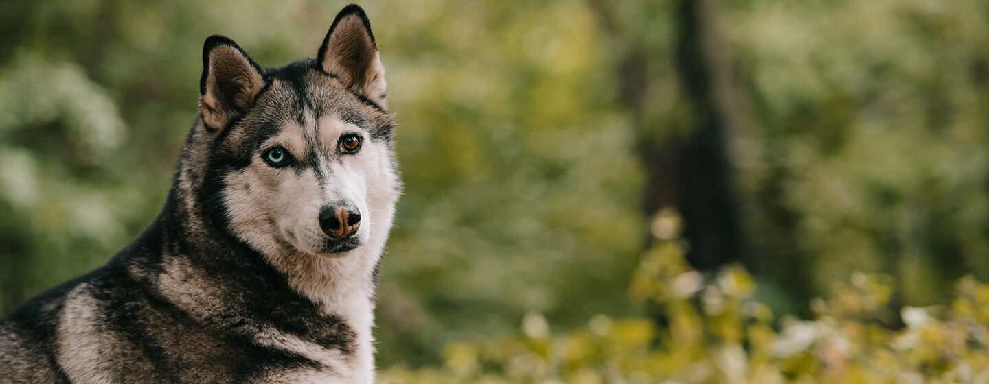 Stunning Dog Breeds That Look Just Like Wolves Purina