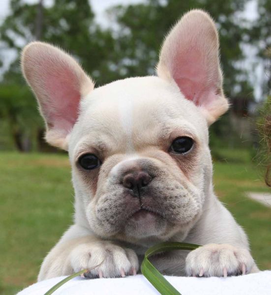 Funny Animals Pictures Cute French Bulldog Image