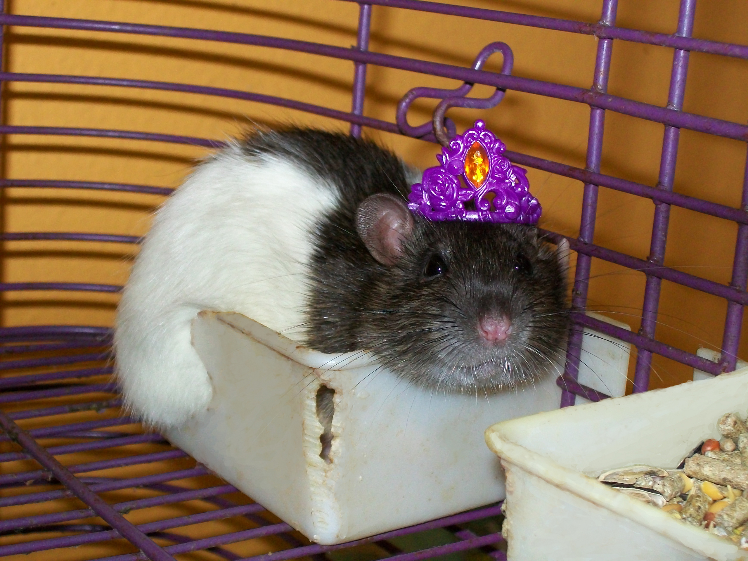 Royal Rat Rats Photo