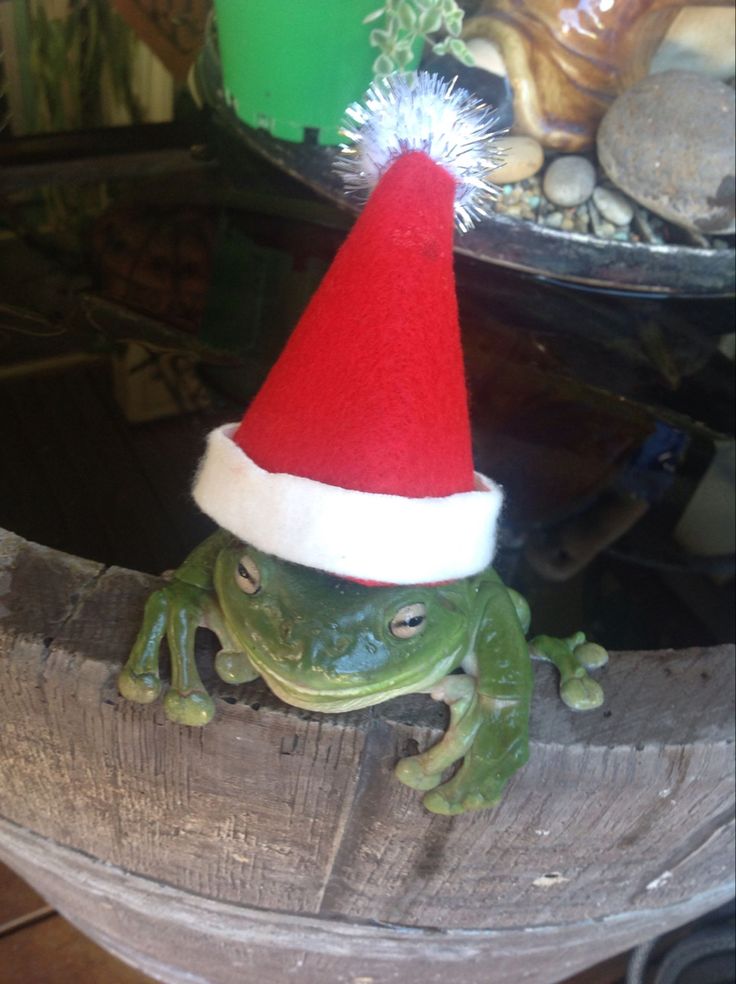 Christmas Frog Frog Wallpaper Frog Pictures Cute Frogs