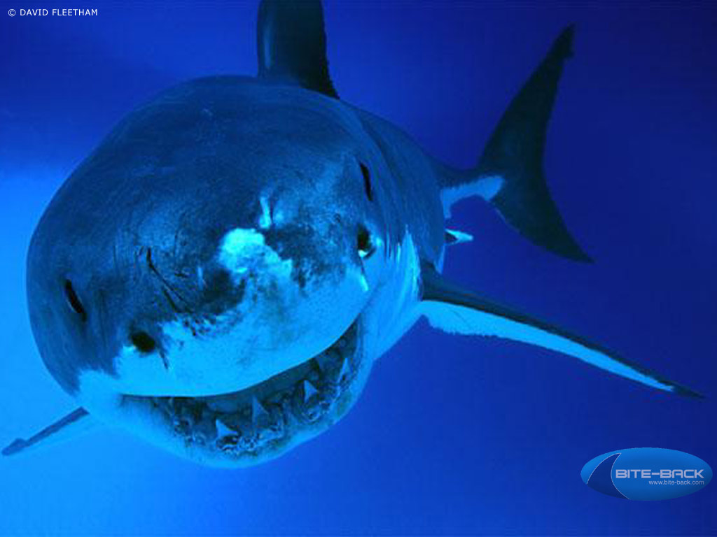 HD Animal Wallpaper Sharks
