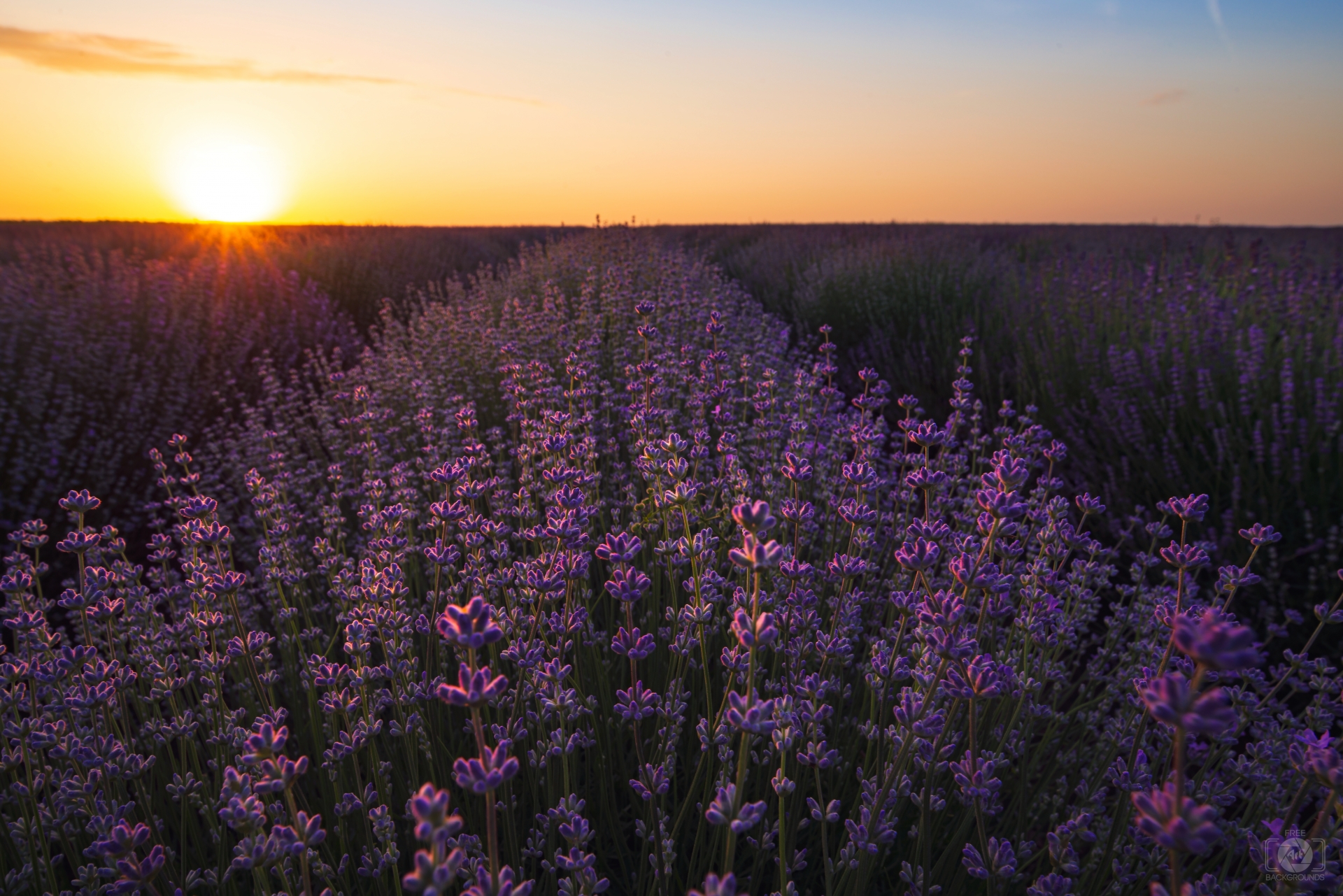 Lavender Field At Sunset Background High Quality Background