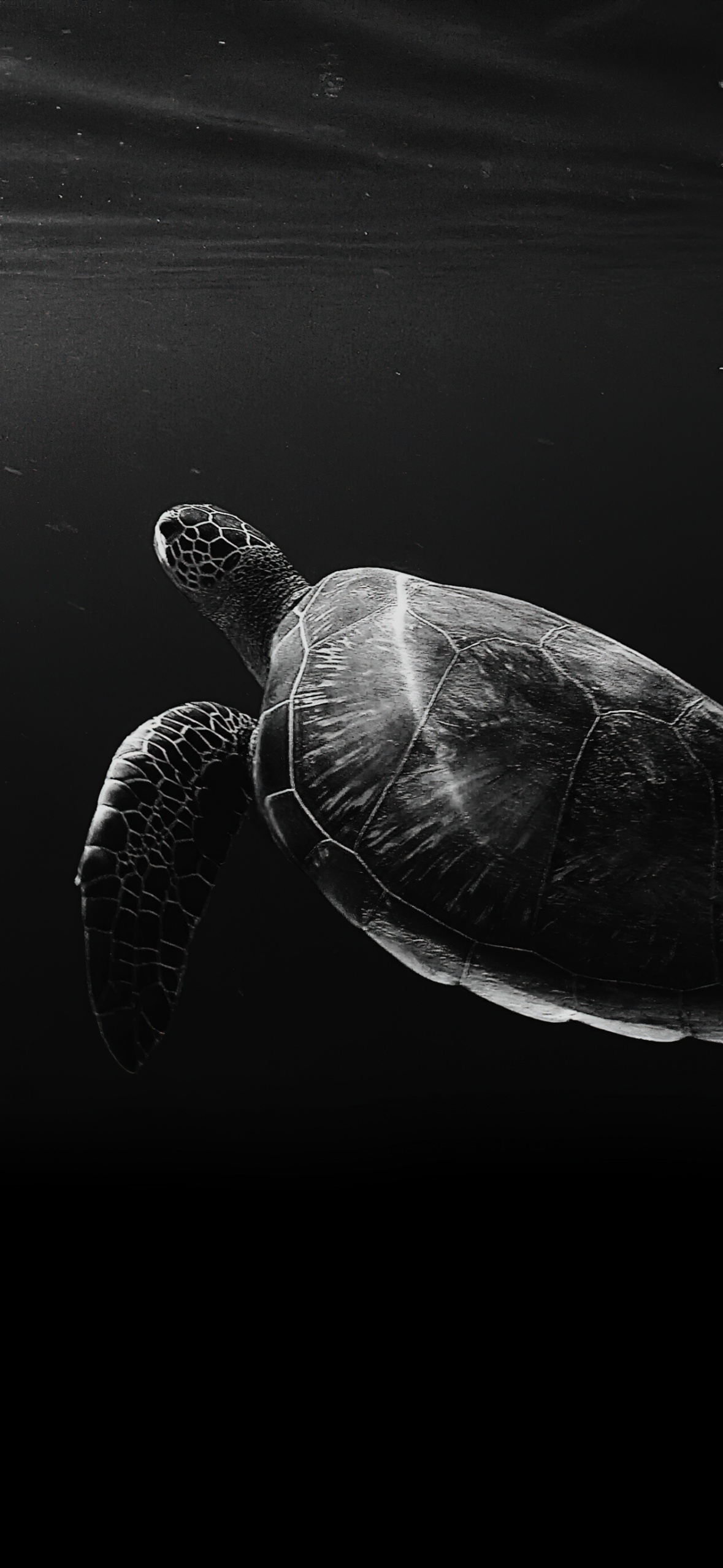 Sea Turtle Wallpaper 4k Under The Monochrome