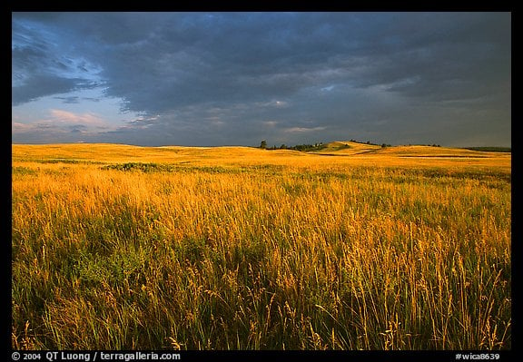 Tall prairie grass and dark sky at Bison Flats early morning Wind 576x399