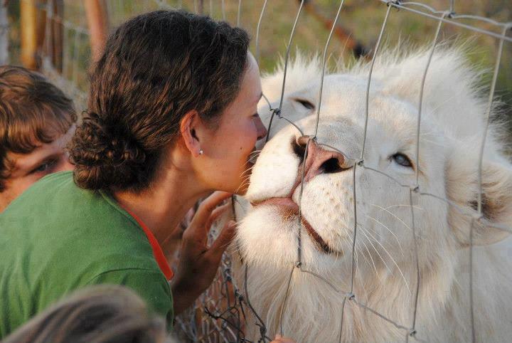 Lion Love Kissing Girl HD Wallpaper Update
