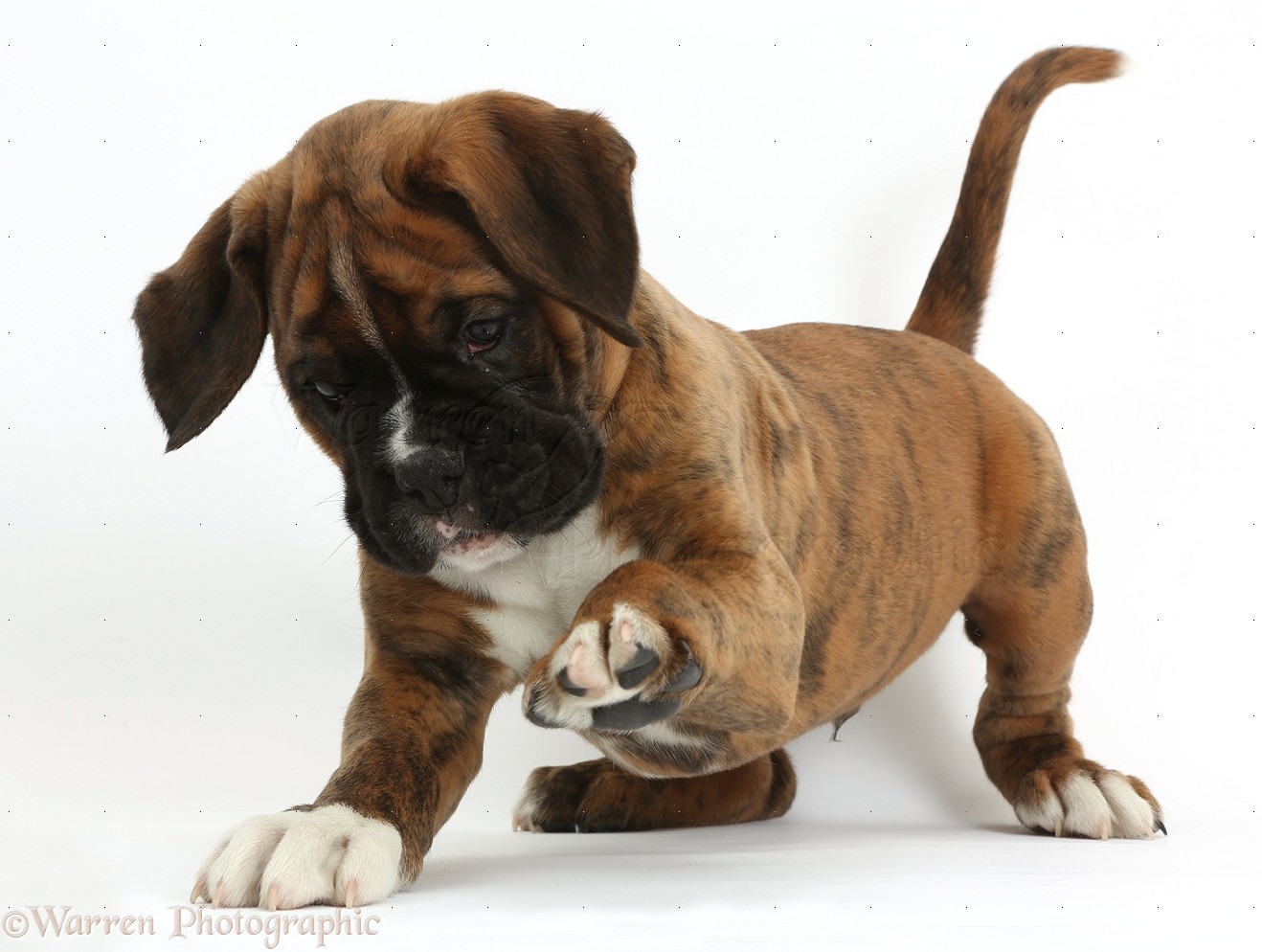 457 Free CC0 Boxer dog Stock Photos  StockSnapio