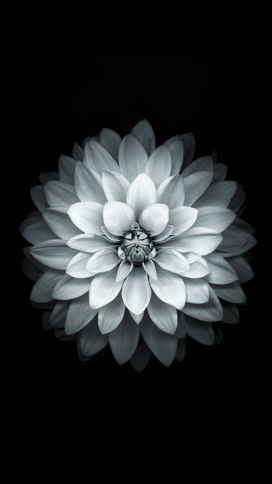Black White Apple Lotus Flower Android Wallpaper