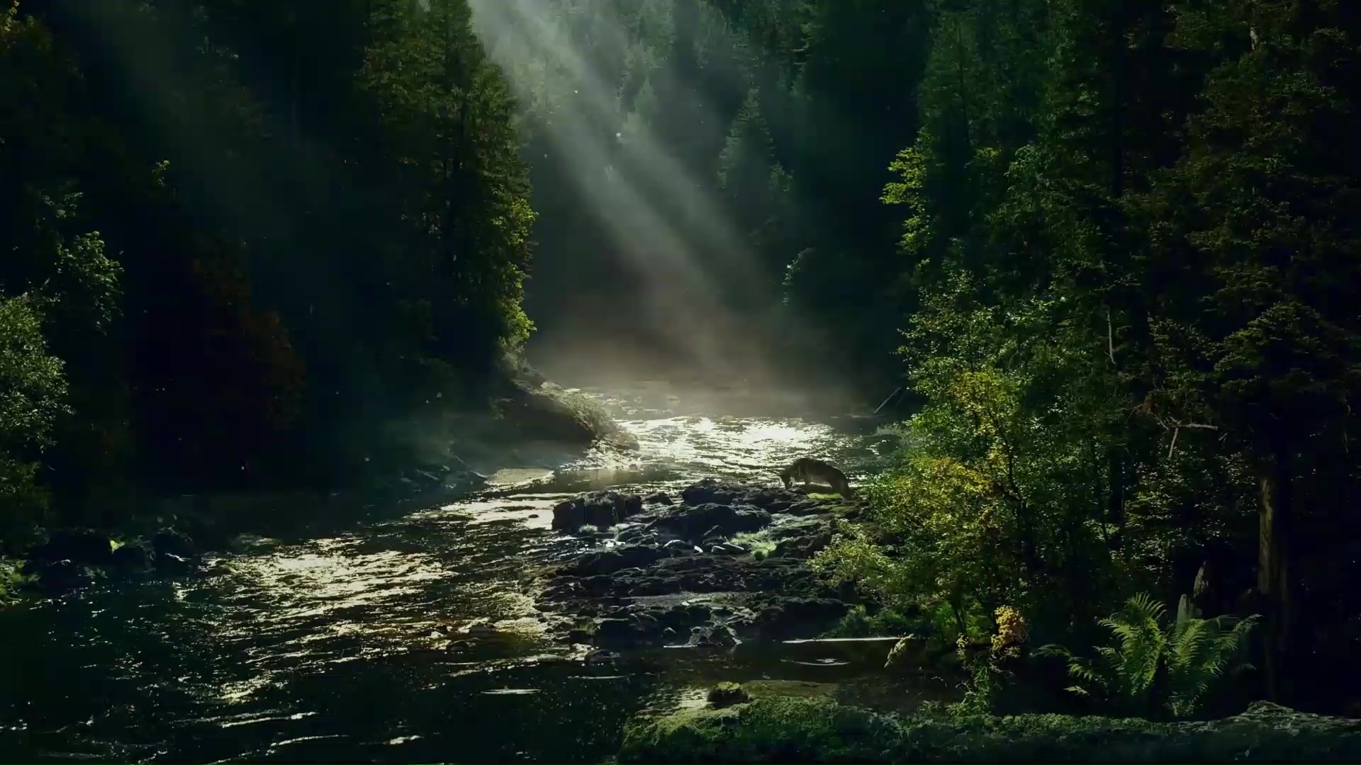 Stream In The Forest Thumb Wallpaper