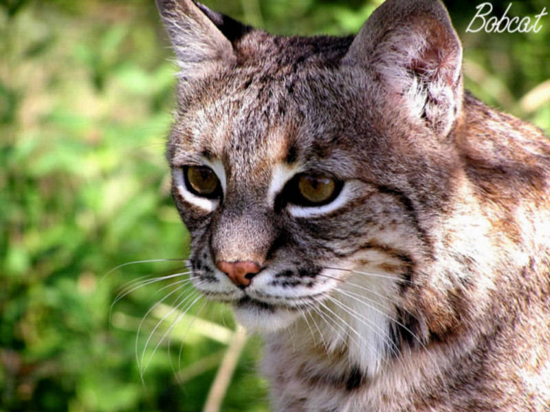 Wallpaper Collections Bobcat Pictures