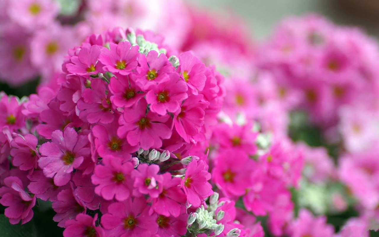 Spring flowers pink wallpapers HD Wallpaper Downloads 1280x800
