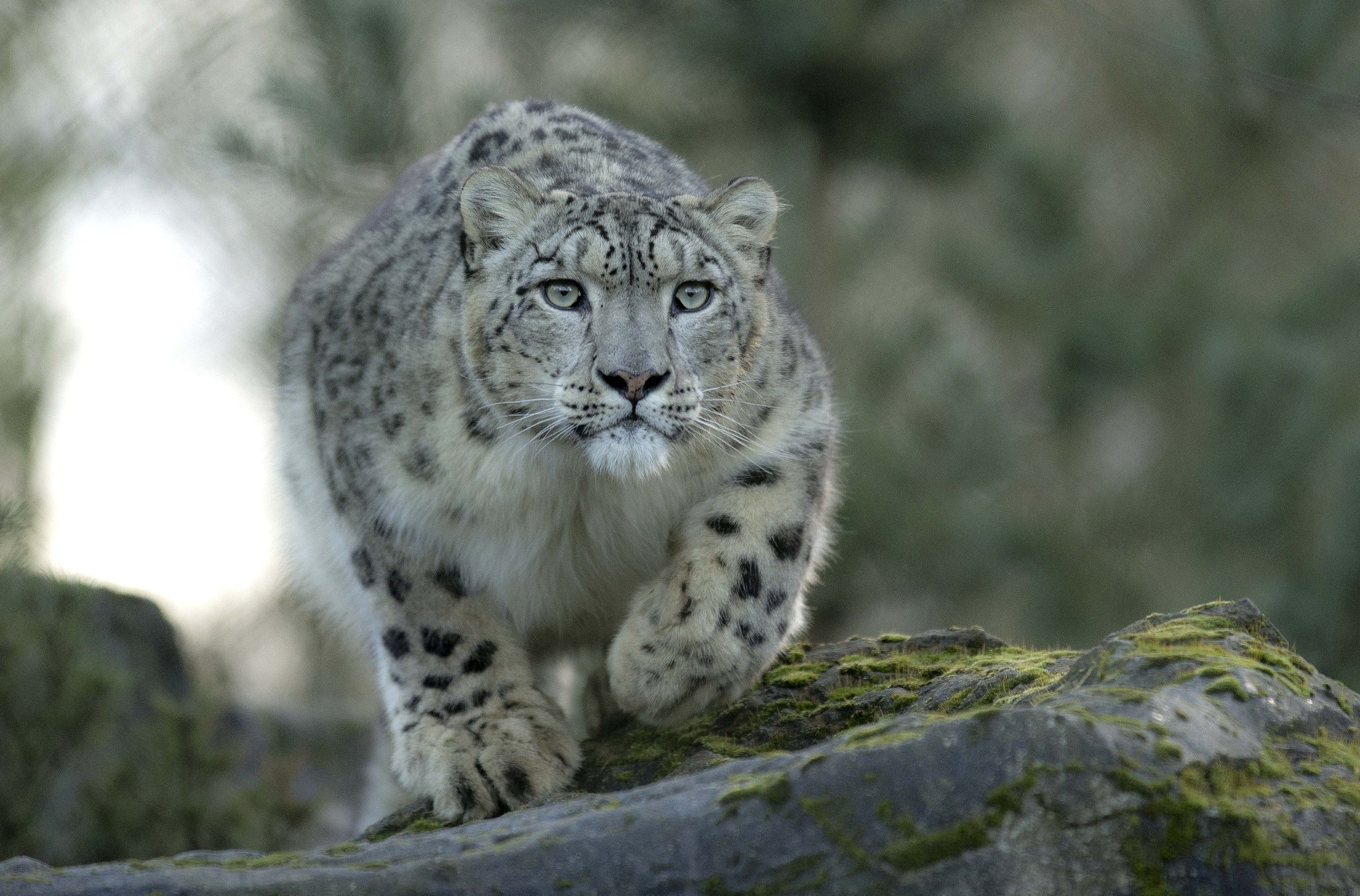 A majestic snow leopard gracefully steps onto a moss-covered rock, its piercing blue eyes fixed on the viewer