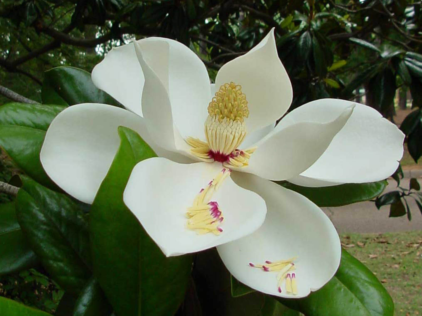 Magnolia Flower Wallpaper Southern Desktop