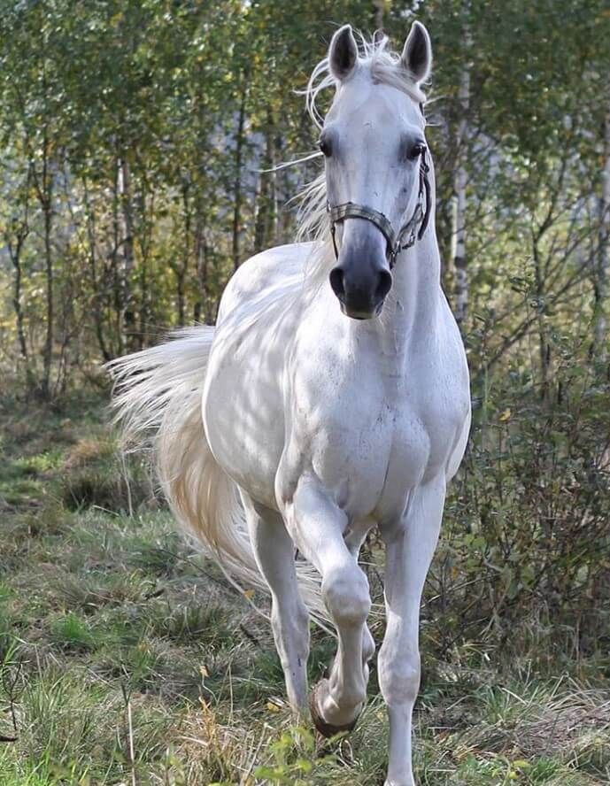 90 White Horse Names Horses White horses White horse 689x888