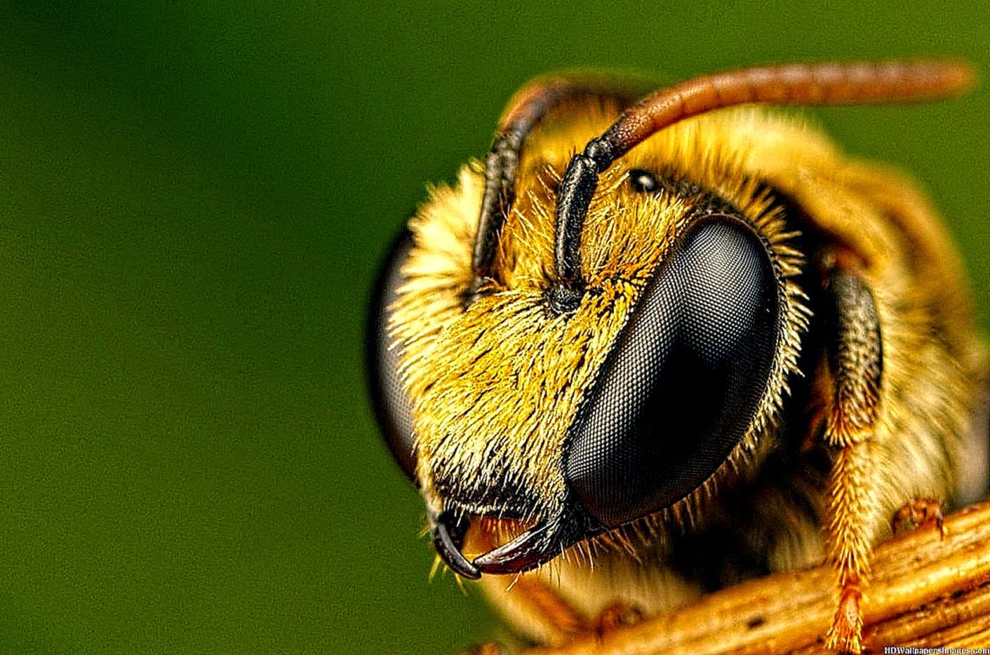 Bee Close Up HD Wallpaper