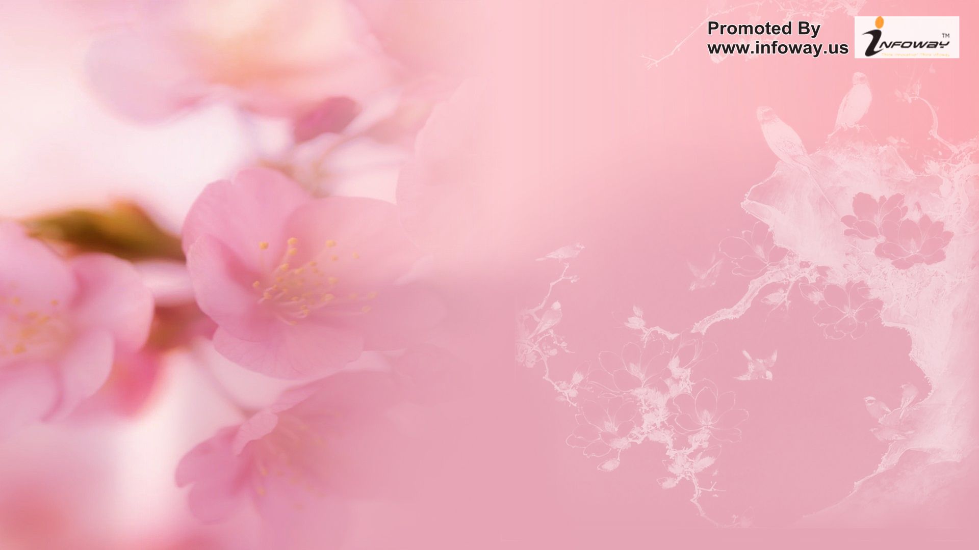 HD Wallpaper Firefox Summer Sakura Pink Birds Cherry