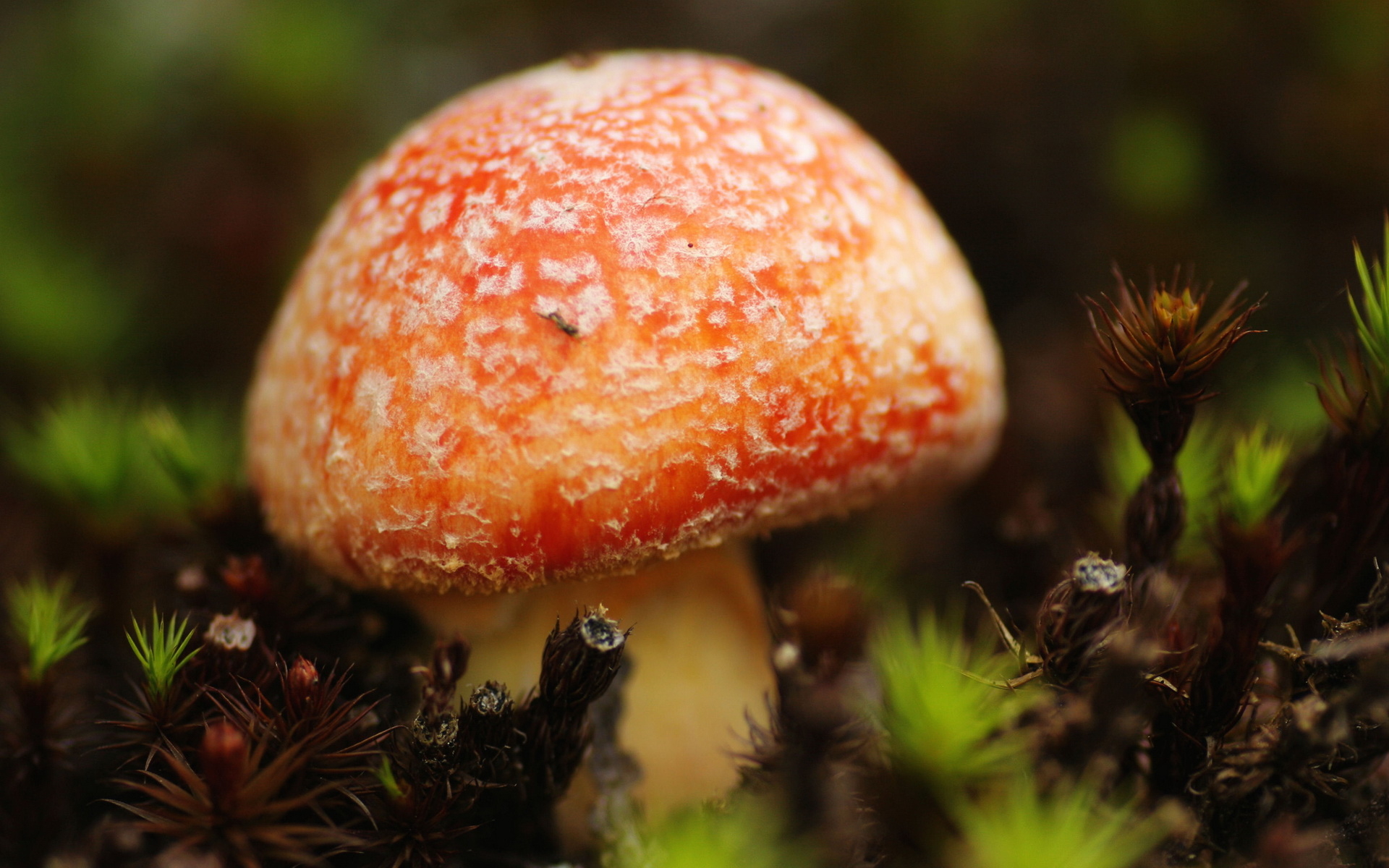 Small Mushroom Wallpaper And Image Pictures Photos