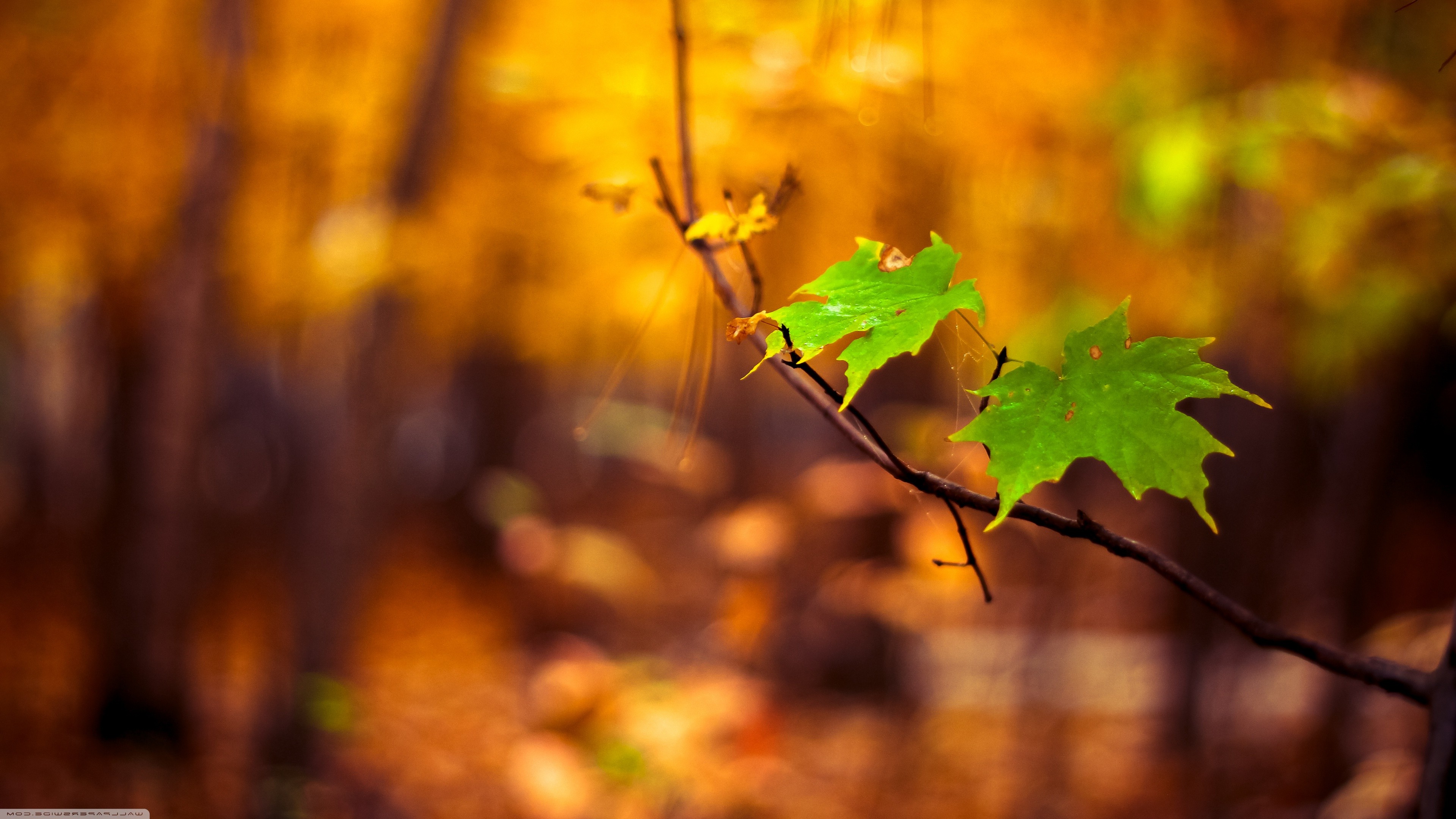 Nature Macro Leaves Blurred Wallpaper HD Desktop And Mobile