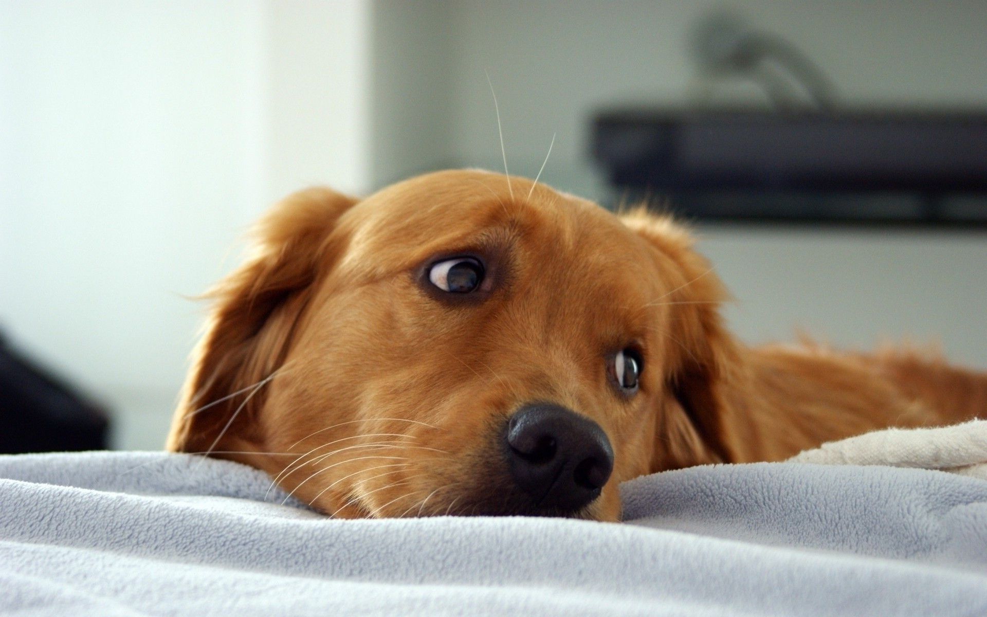 Desktop Pictures Of A Golden Retriever Dog Dowload Picture