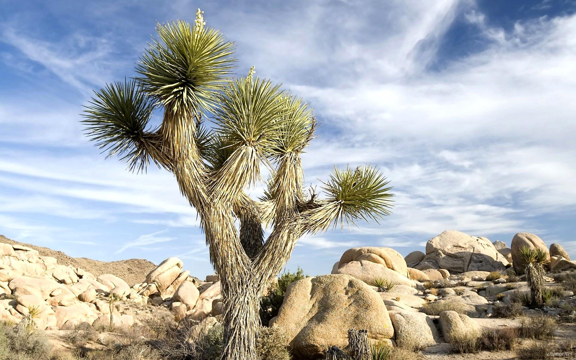 Desert Cactus HD Desktop Wallpaper