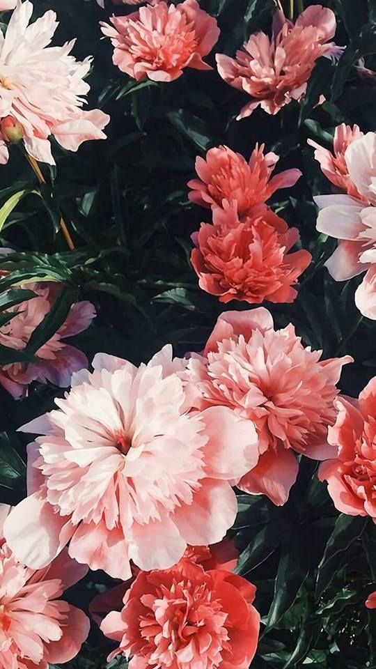 Fleurs Ros Es You Inspire Me Flower Wallpaper Flowers Nature