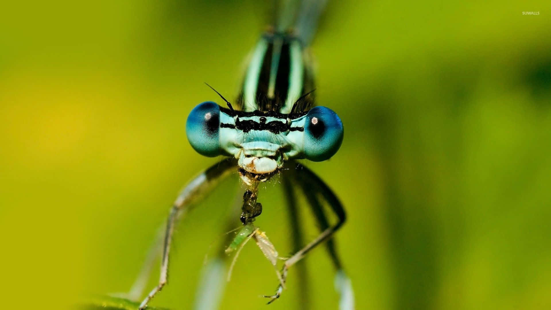 Cute Dragonfly Insects 5b3cqbjyg2q5xgaz Wallpaper
