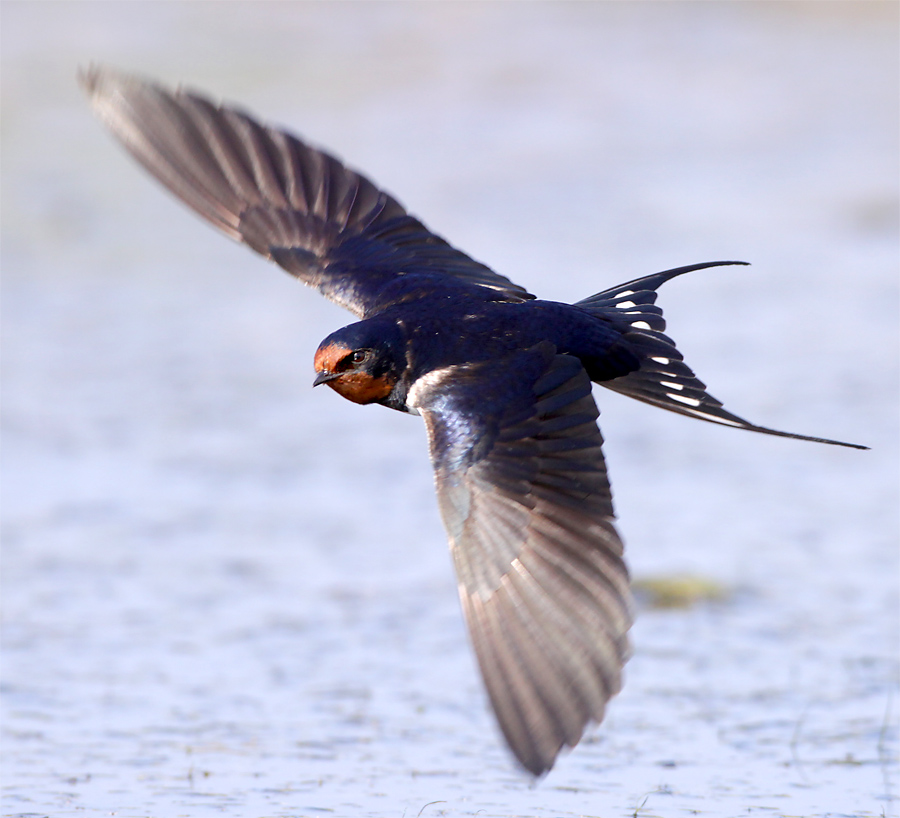 Eurasian Swallow By Jamie Macarthur