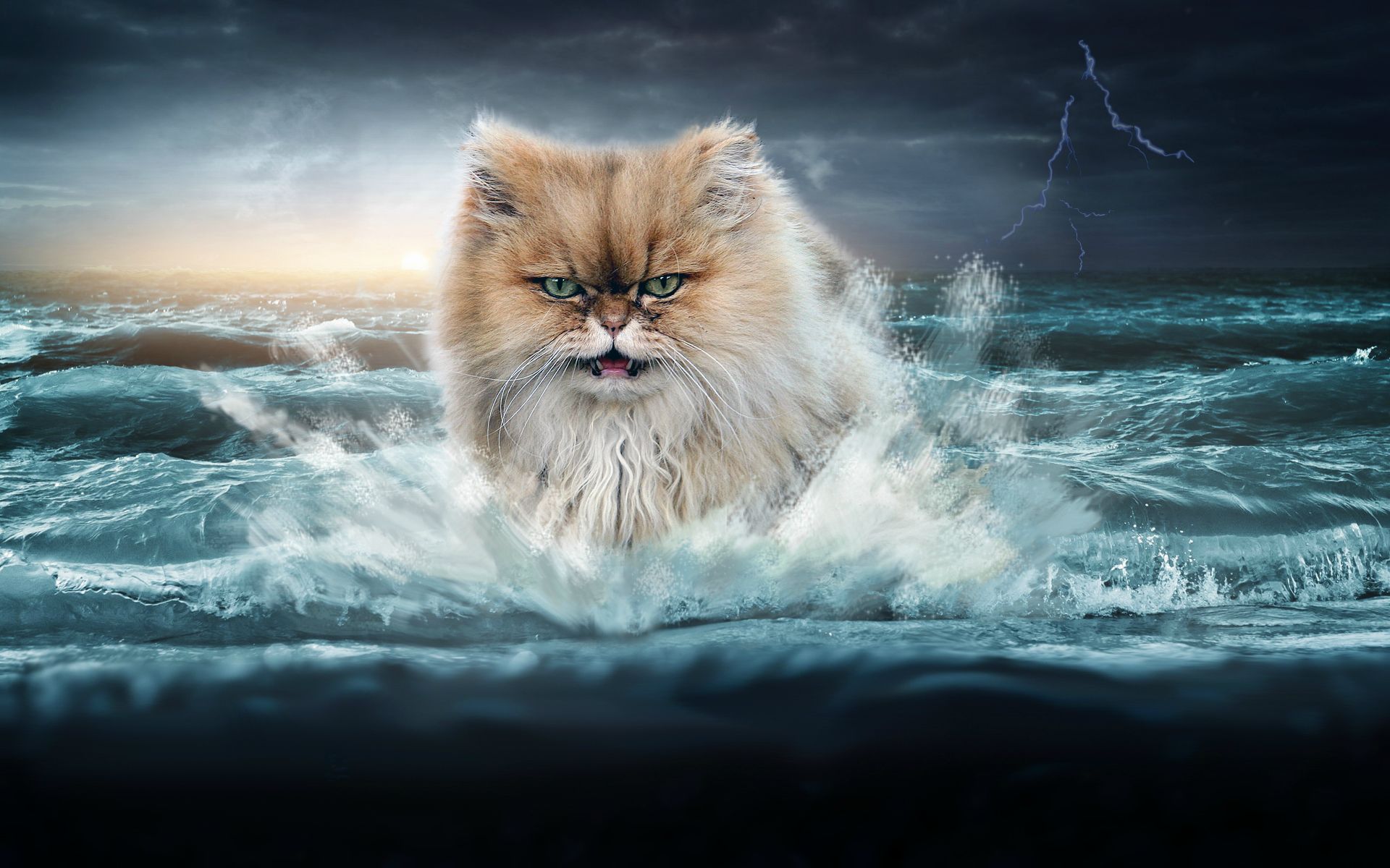 Free Download Epic Cat Wallpaper I Put Together Wallpaper Wallpapers