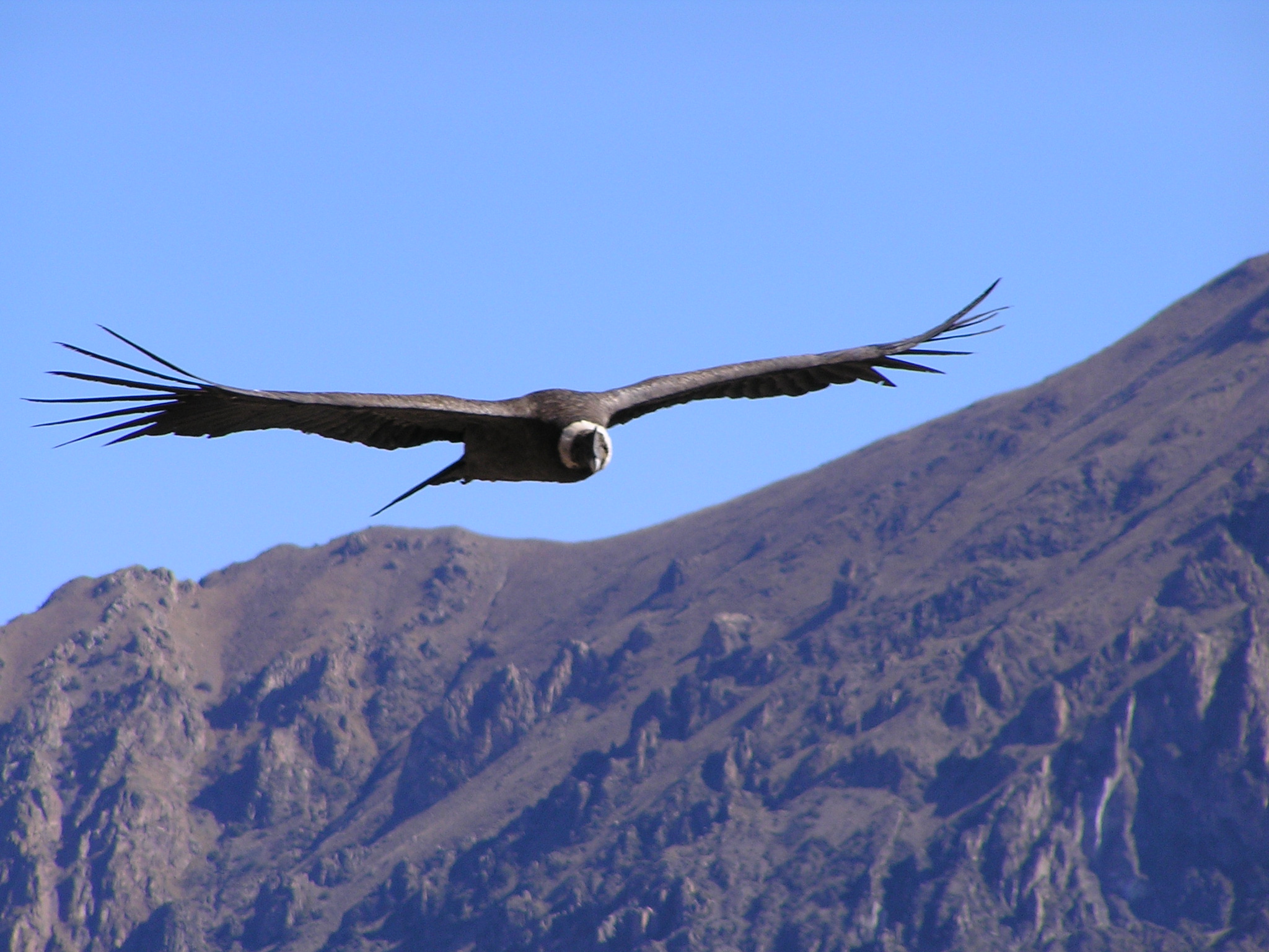 File Condor Flying Over Colca Canyon Panoramio Jpg Wikimedia