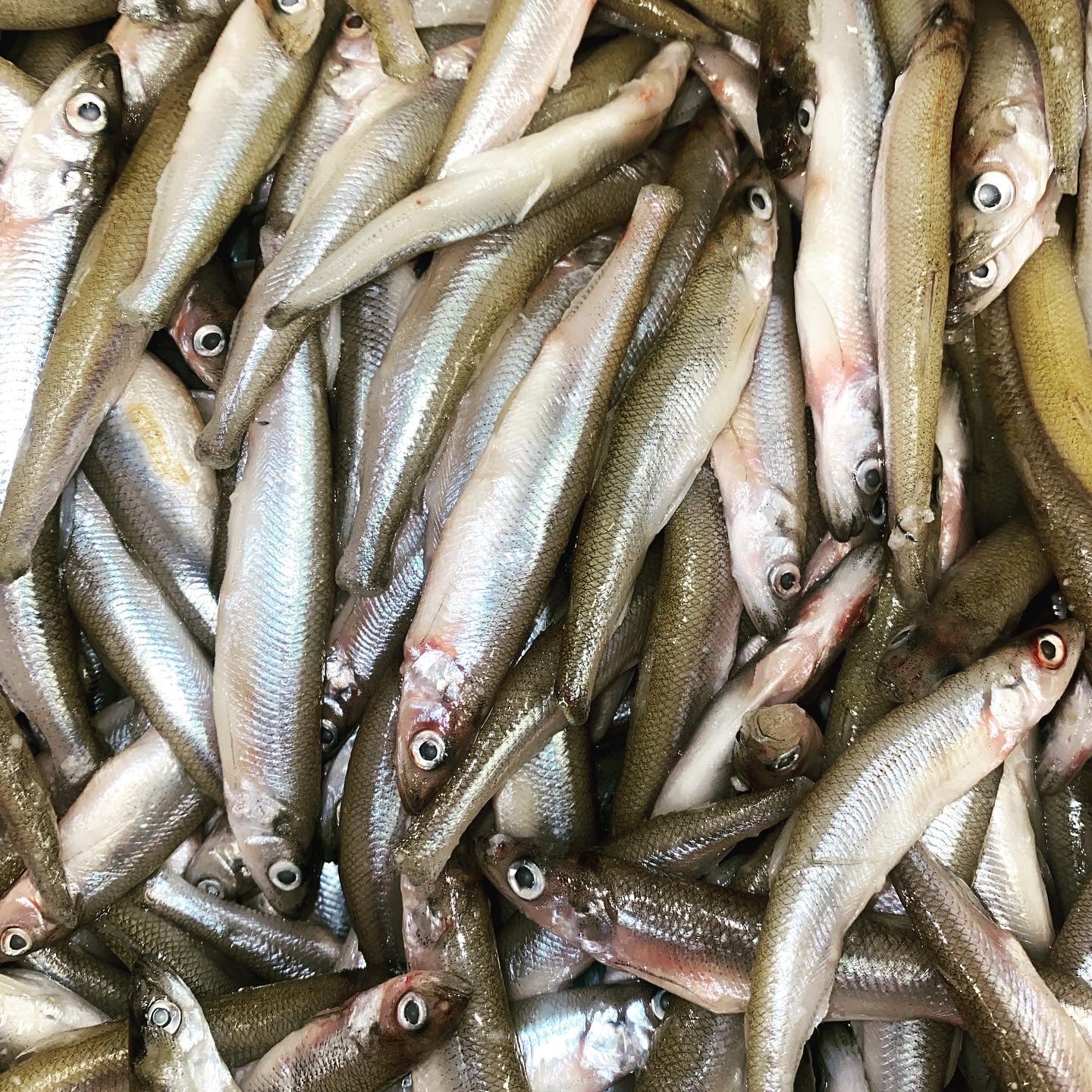 Smelts Tapiarawmeatsforpetfood Wallpaper