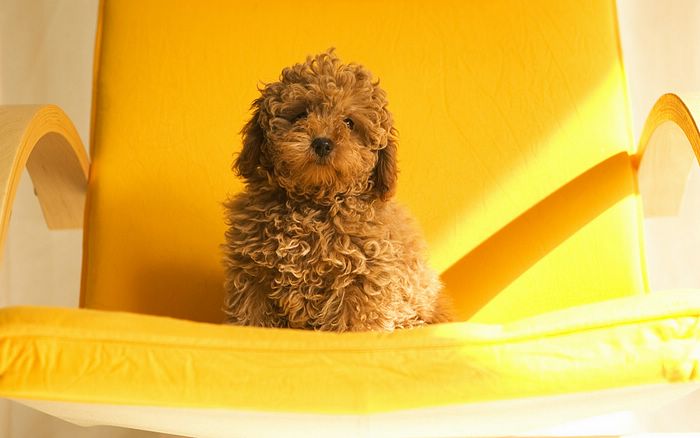 Toy Poodle Photos Doll Face Lovely Puppy Puppies