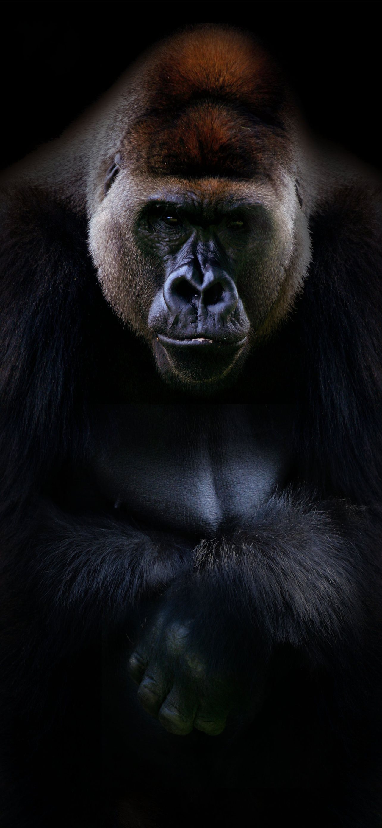 Best Gorilla iPhone HD Wallpapers   iLikeWallpaper 1284x2778
