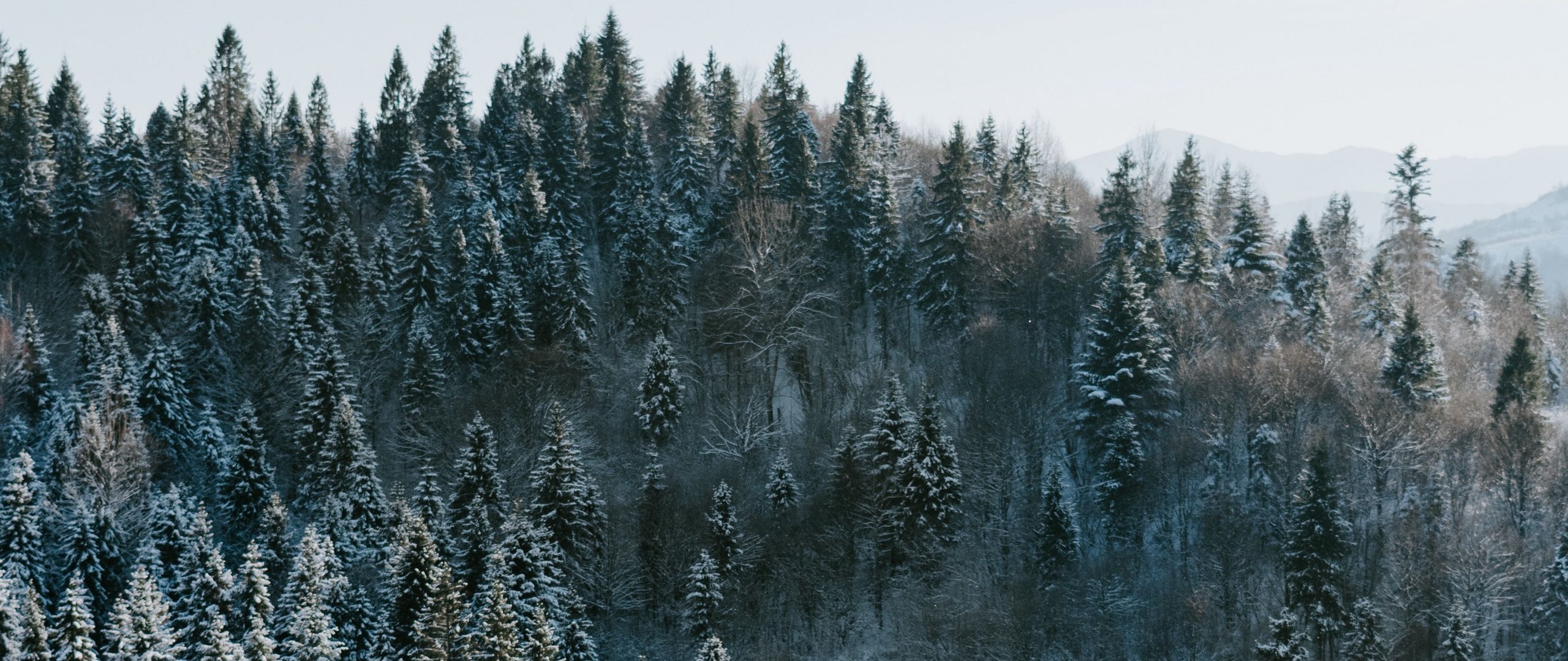 Winter Forest Phone Wallpaper
