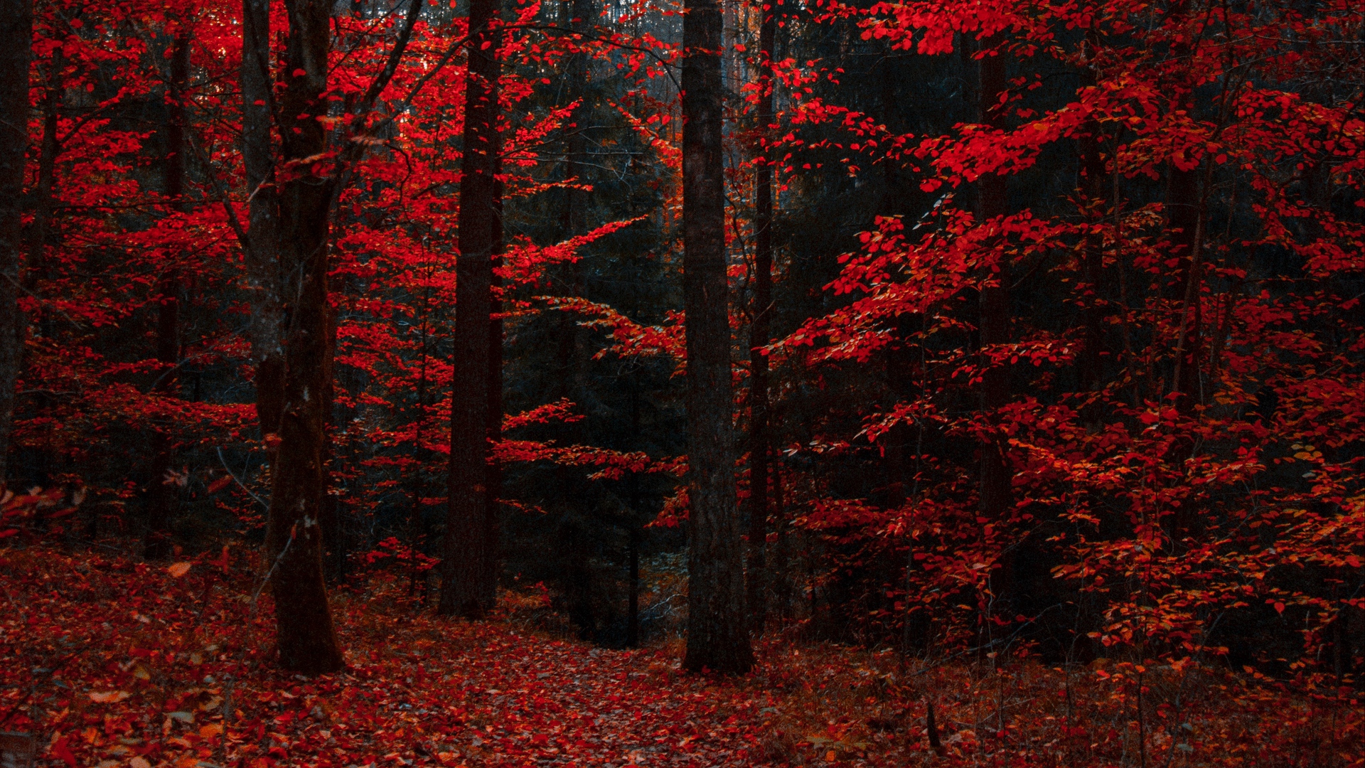 Wallpaper Autumn Forest Trees Foliage