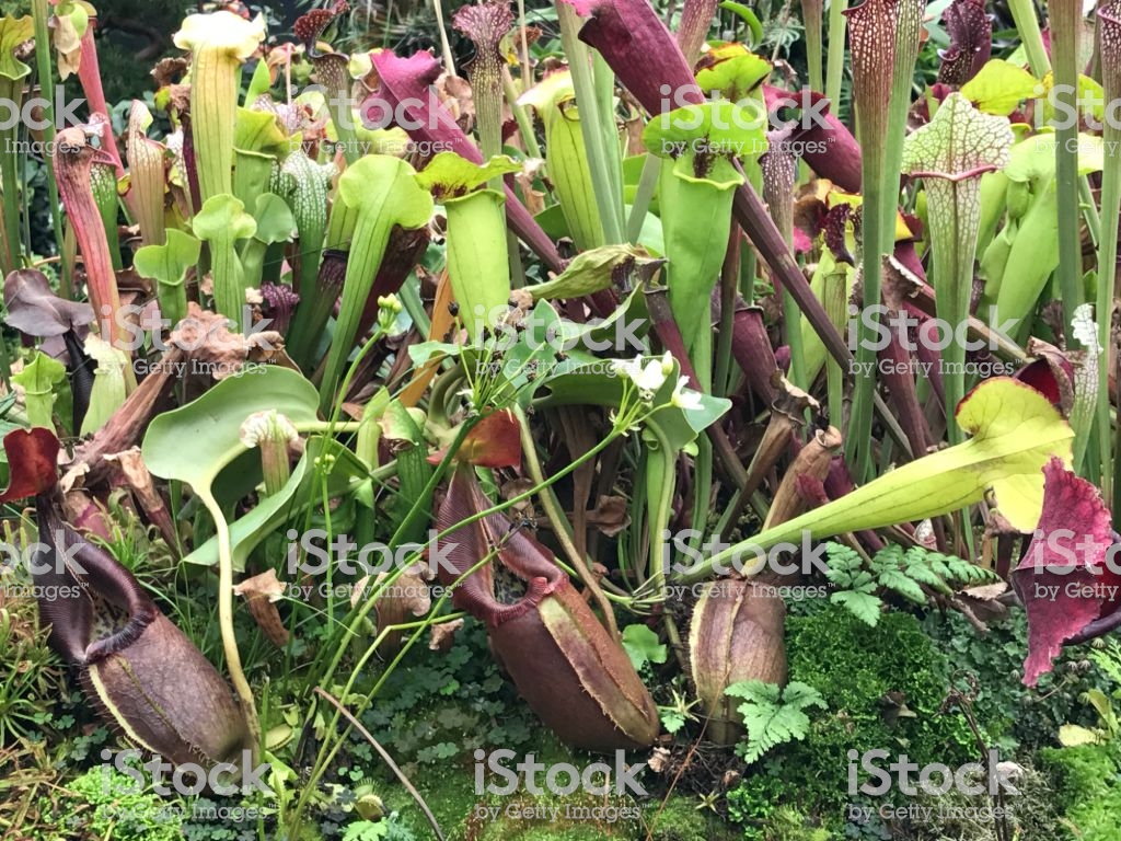 Carnivorous Plant Sarracenia Or Pitcher Stock Photo