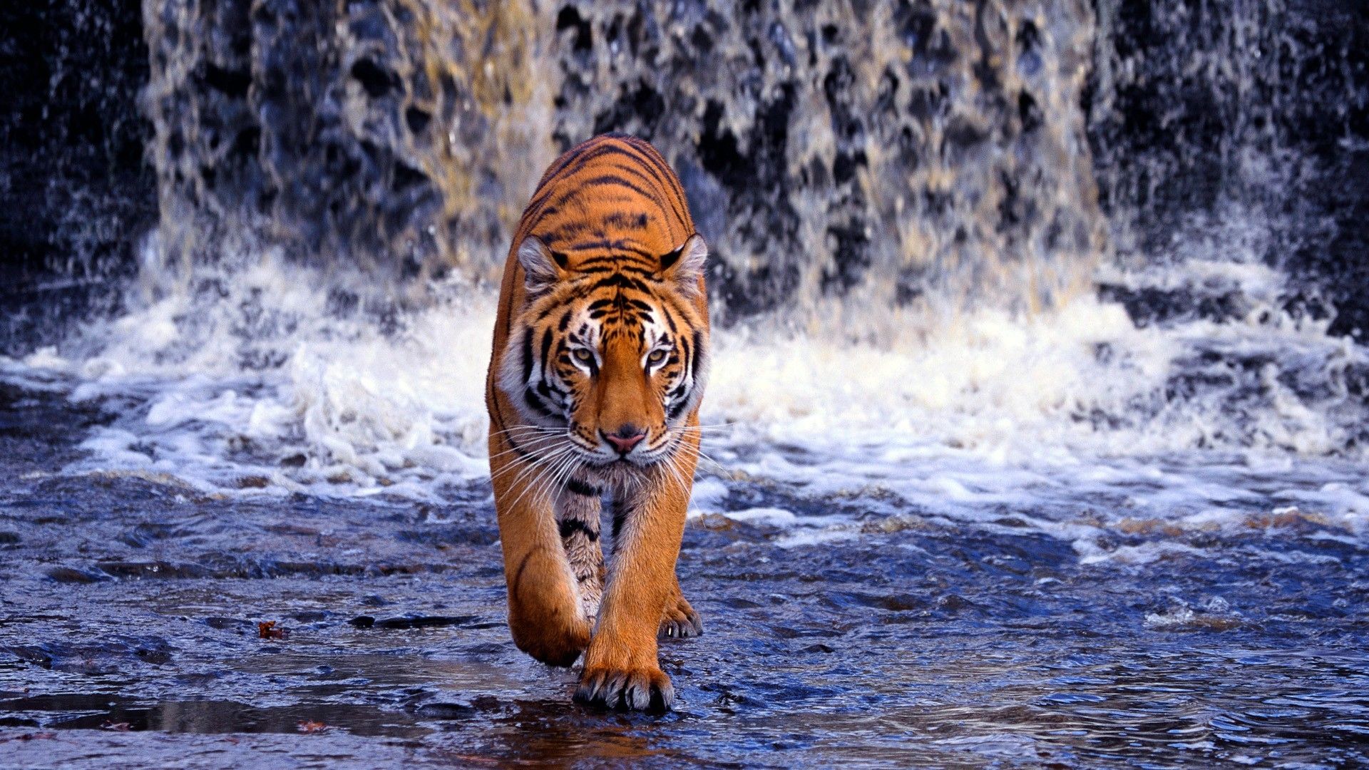60 Hd Tiger Backgrounds On Wallpapersafari