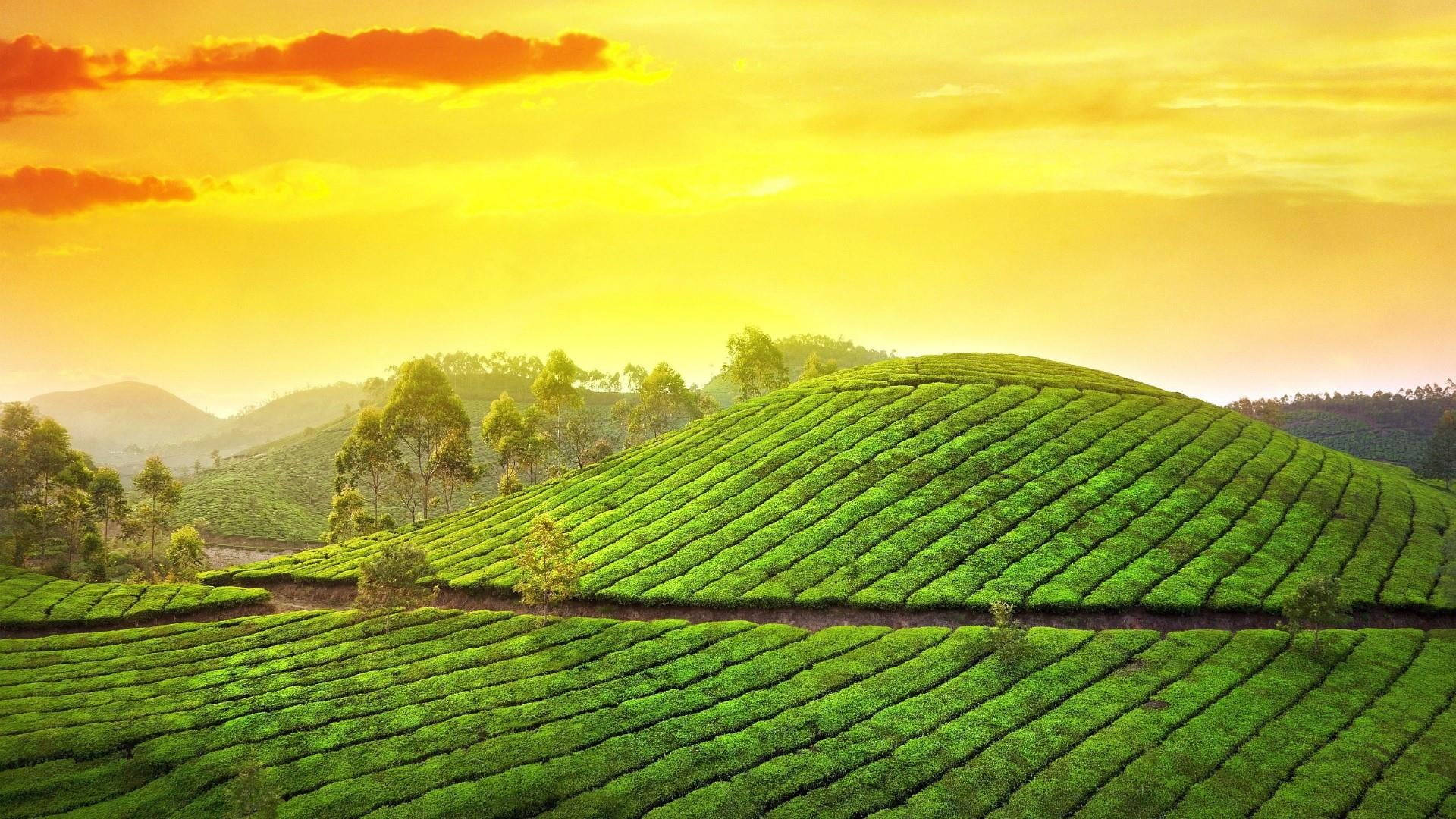 Green Hill Wallpaper