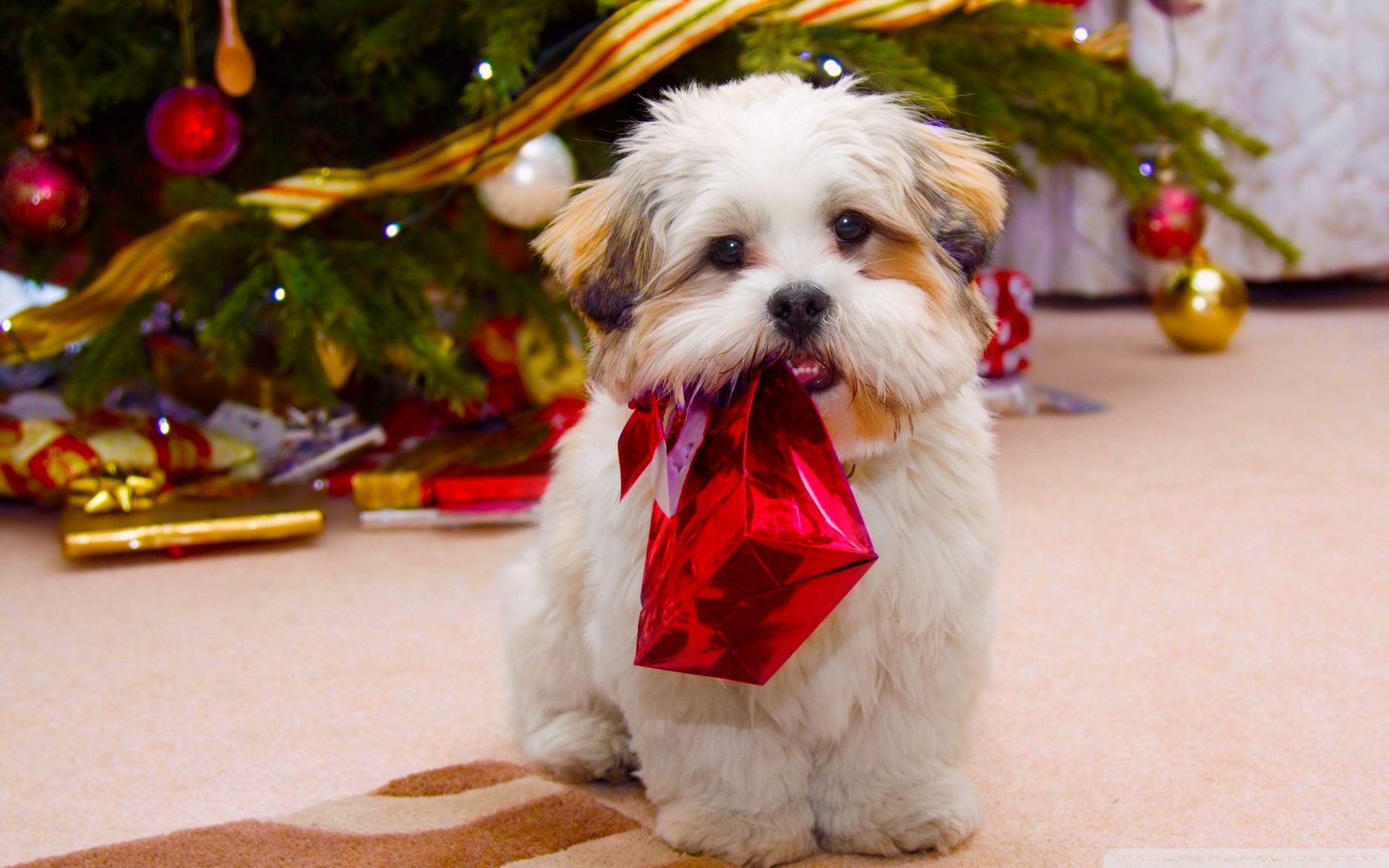 Cute Dog Christmas Wallpaper HD Desktop