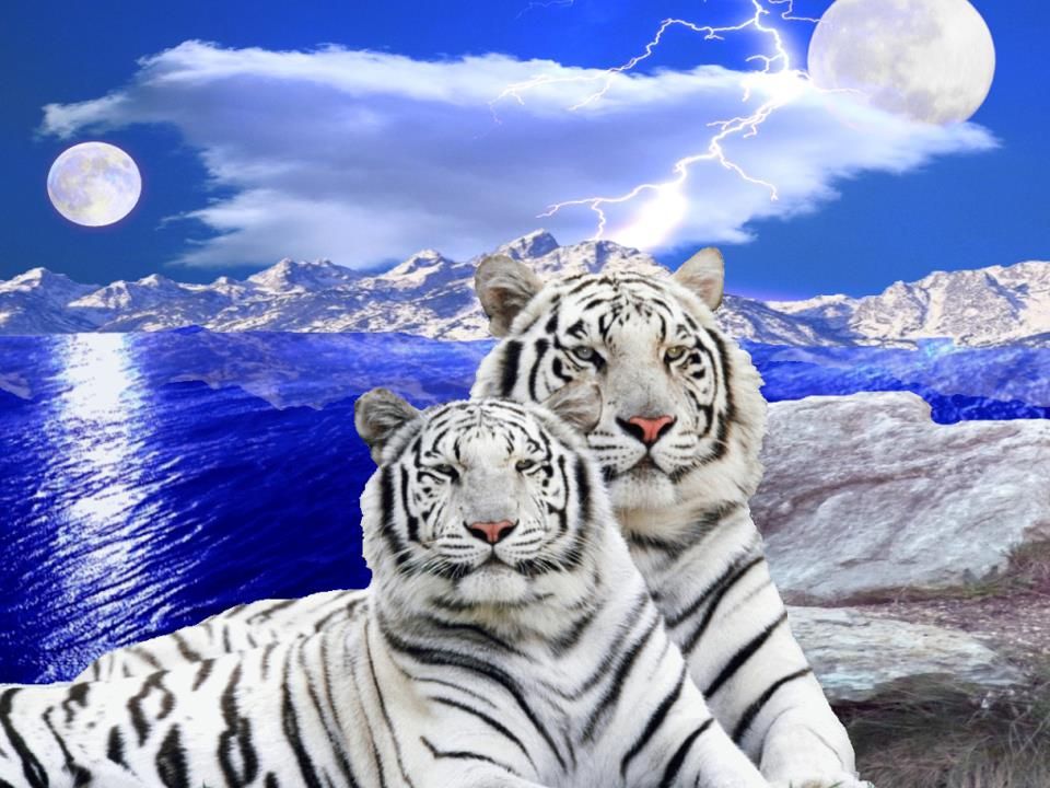 love it White tiger cubs Eyes wallpaper Tiger
