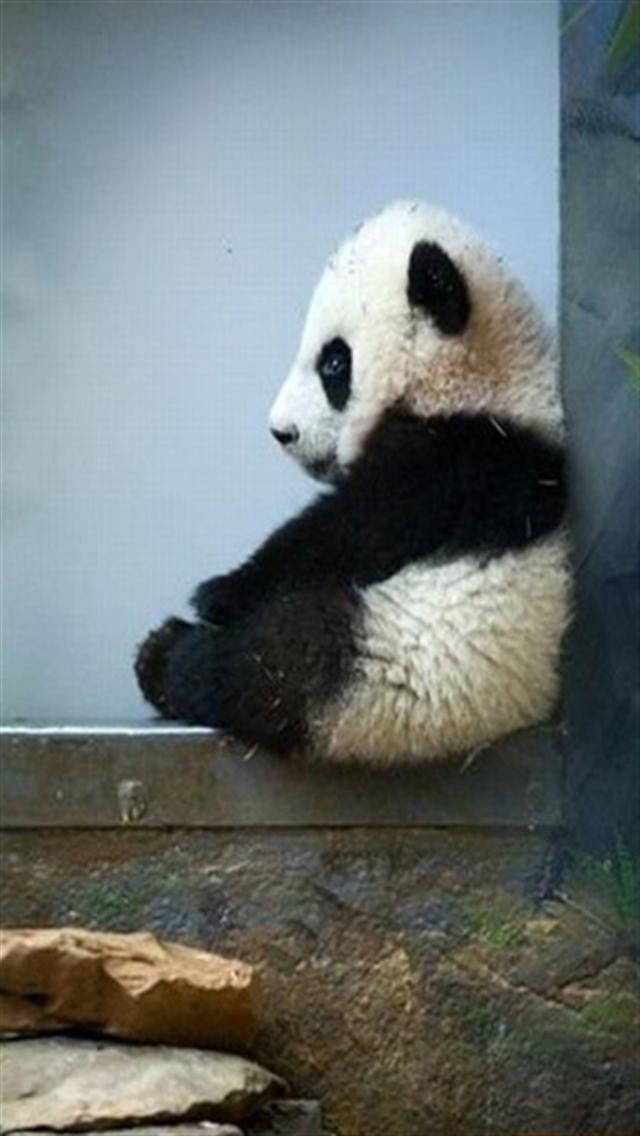 Free download Baby Panda Bear Animal iPhone Wallpapers iPhone ...