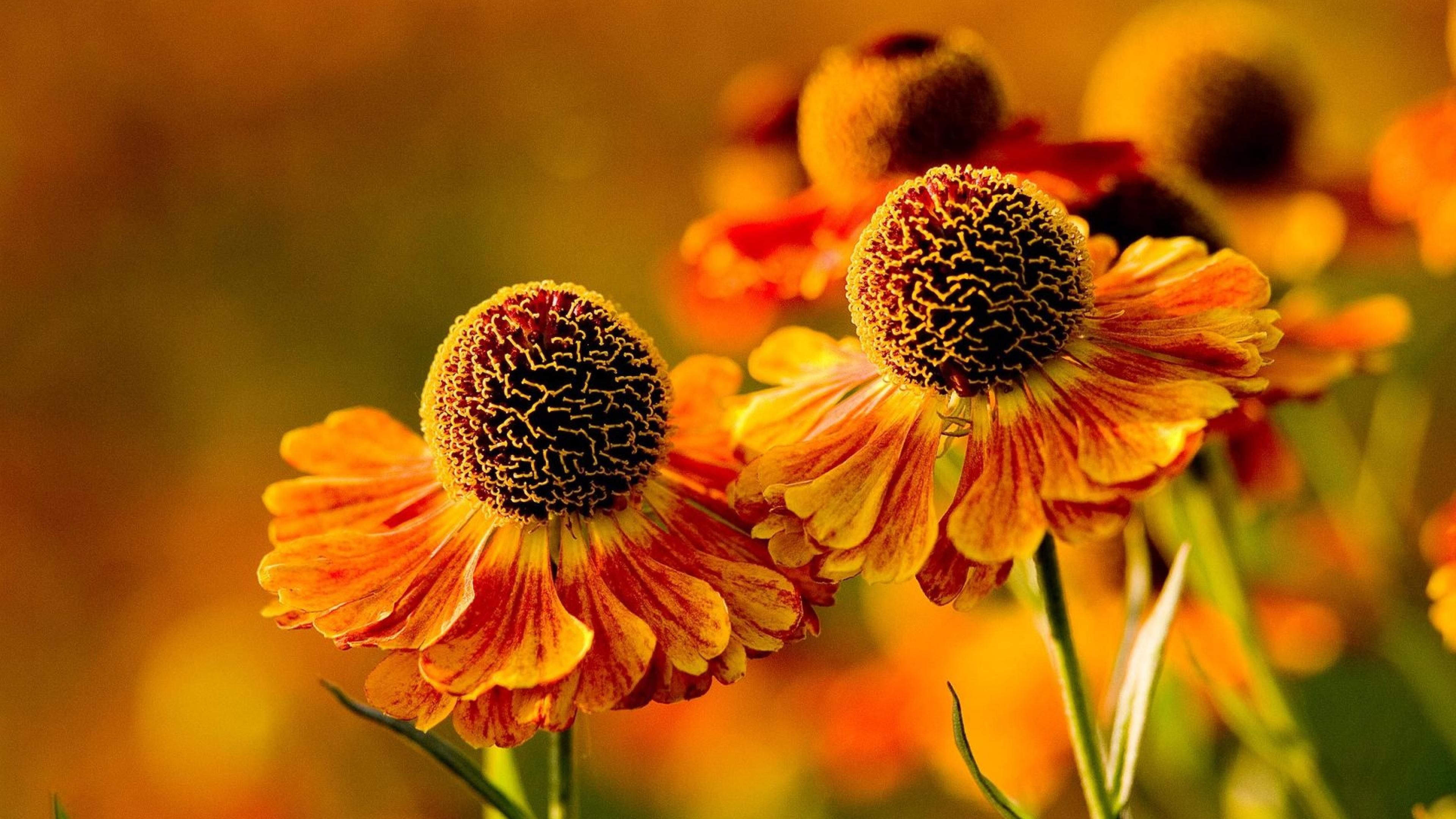 4K Orange Flowers Wallpapers High Quality Download Free