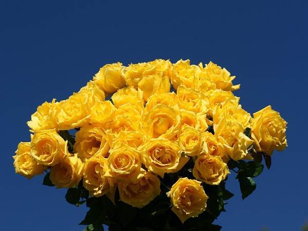 Yellow Roses HD Wallpaper Background